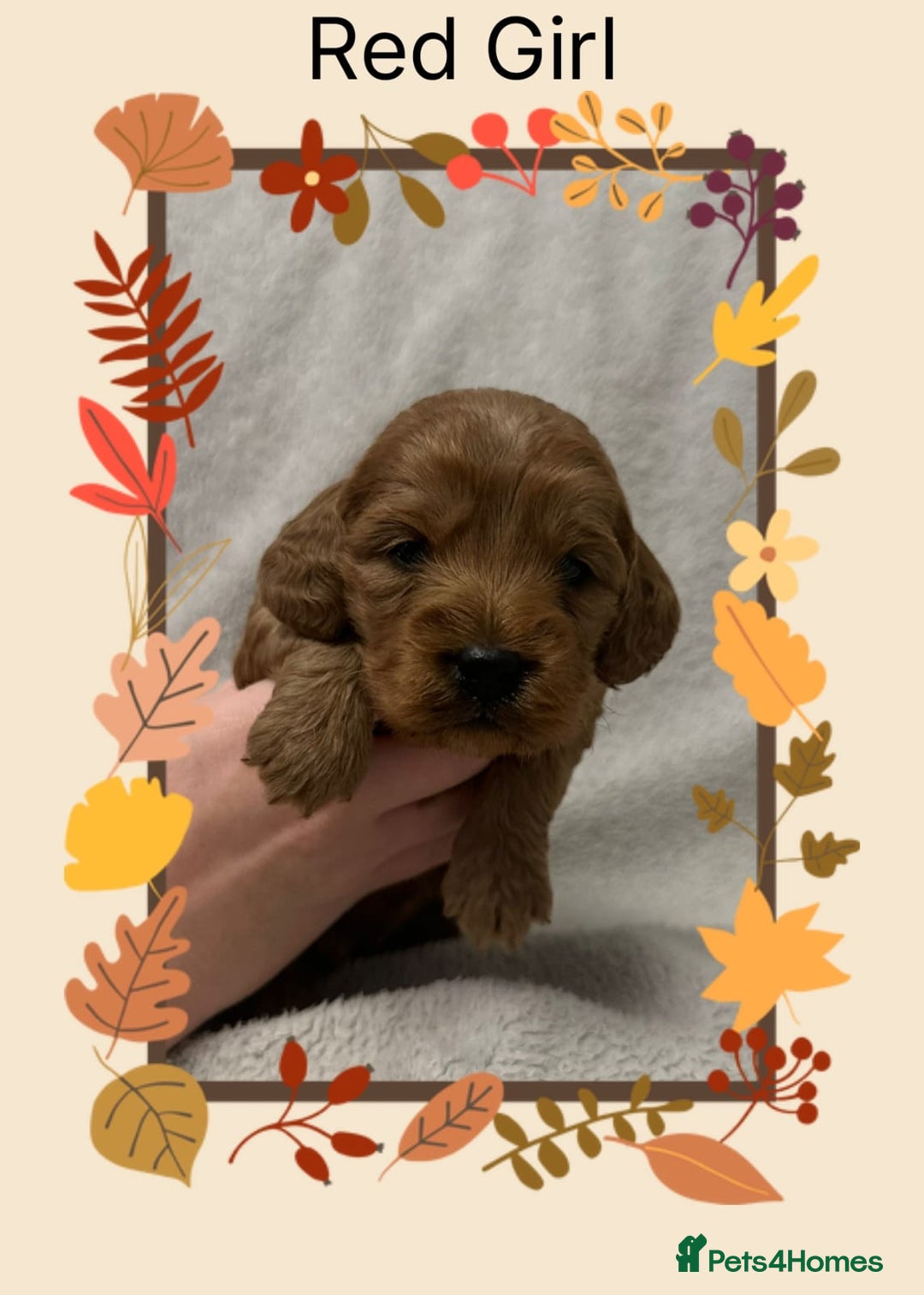 Cockapoo dogs for sale: Quality F1 Cockapoos  - Image 5