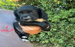 Cocker Spaniel dogs for sale: Beautiful cocker spaniel puppies - Image 3