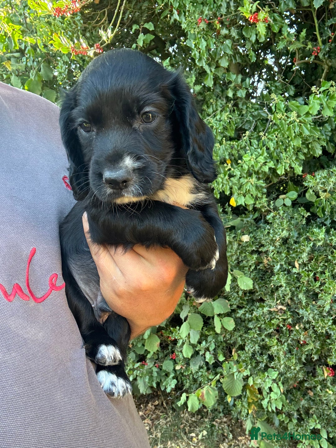 Cocker Spaniel dogs for sale: Beautiful cocker spaniel puppies - Image 3