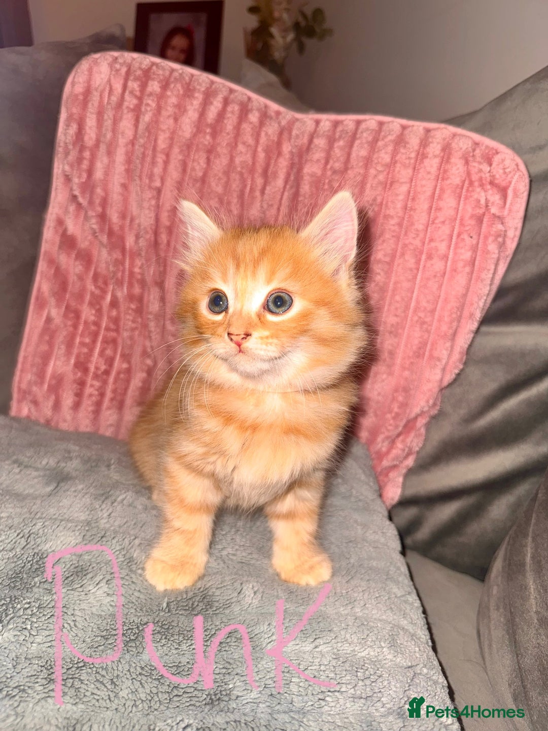 Mixed Breed cats for sale: Stunning mixed breed kittens  - Image 6