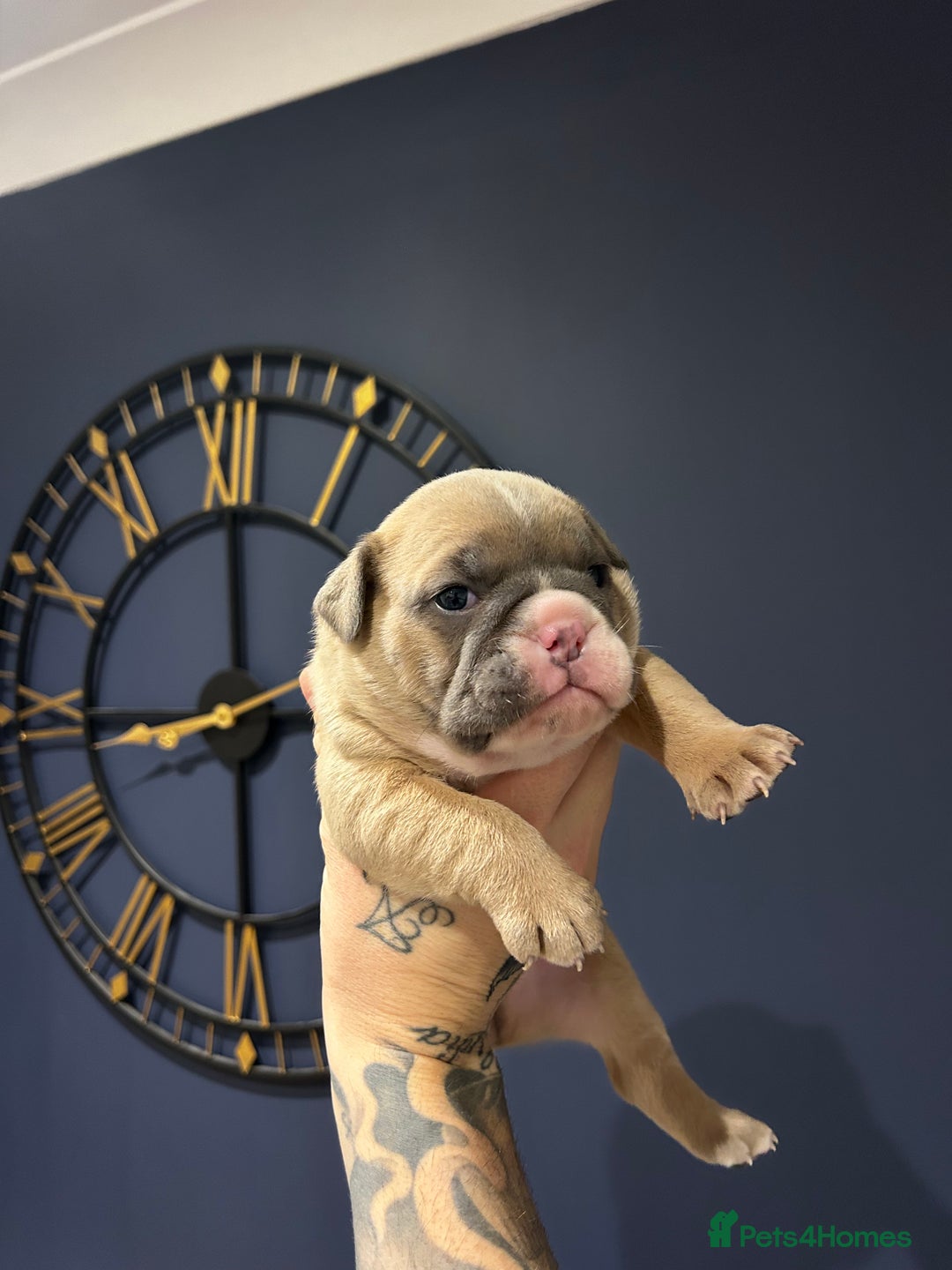 Mixed Breed dogs for sale: English bulldogs  - Advert 3
