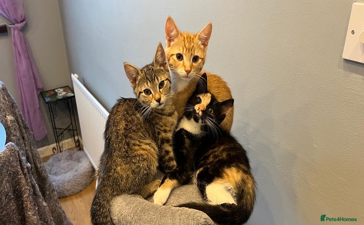 Mixed Breed cats - Advert 10