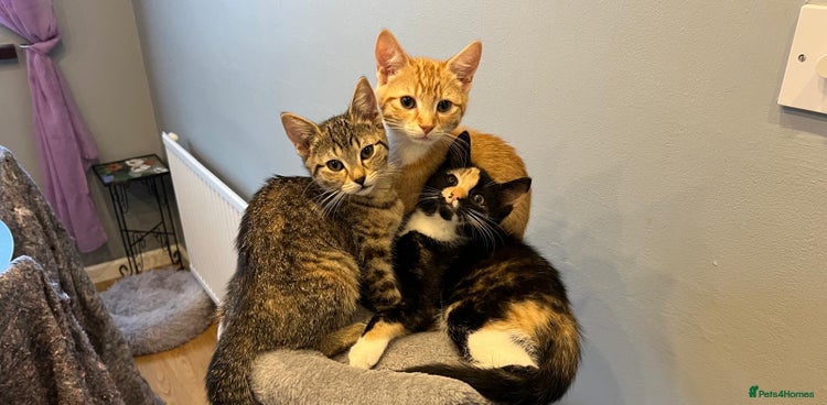 Mixed Breed cats - Advert 6