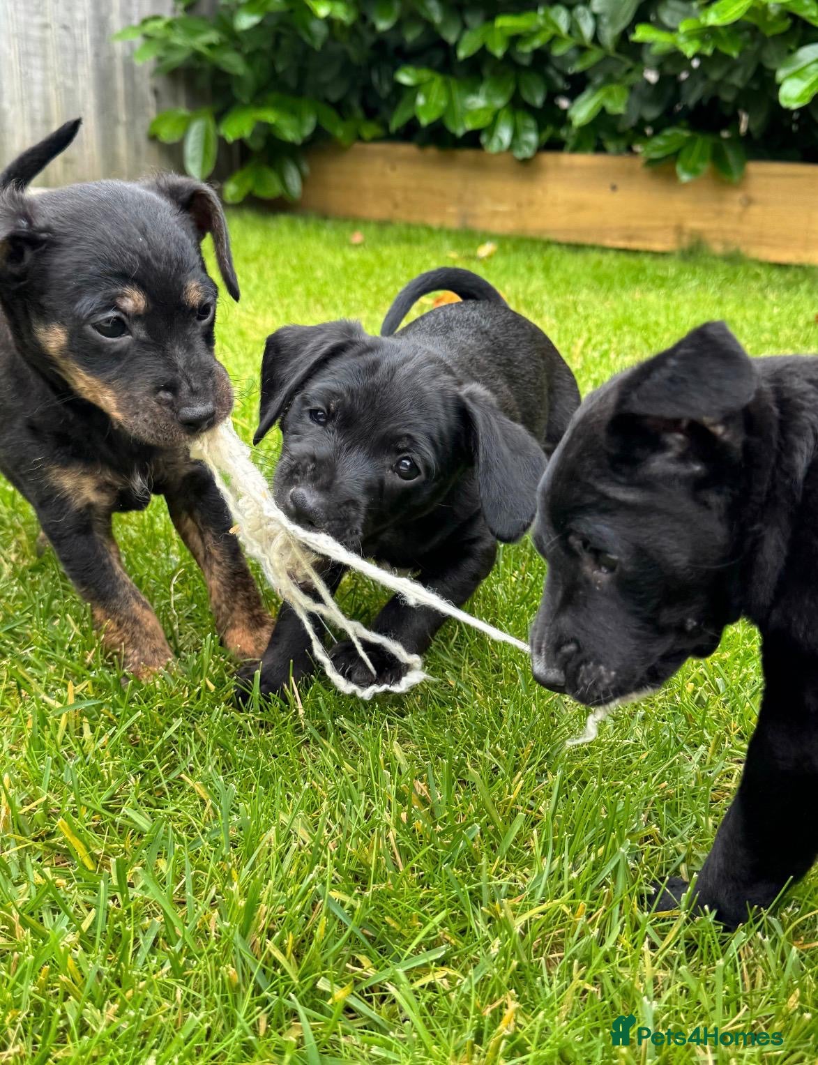 Mixed Breed dogs 4 jackapoo puppies  - Advert 4