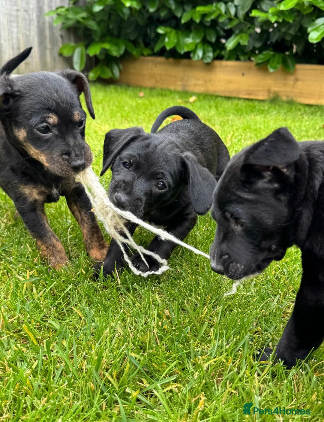 Mixed Breed dogs for sale: 4 jackapoo puppies  - Advert 1
