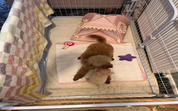 Maltipoo dogs for sale: Tea cup/ pocket puppy Maltipoo girl 🩷 - Image 13