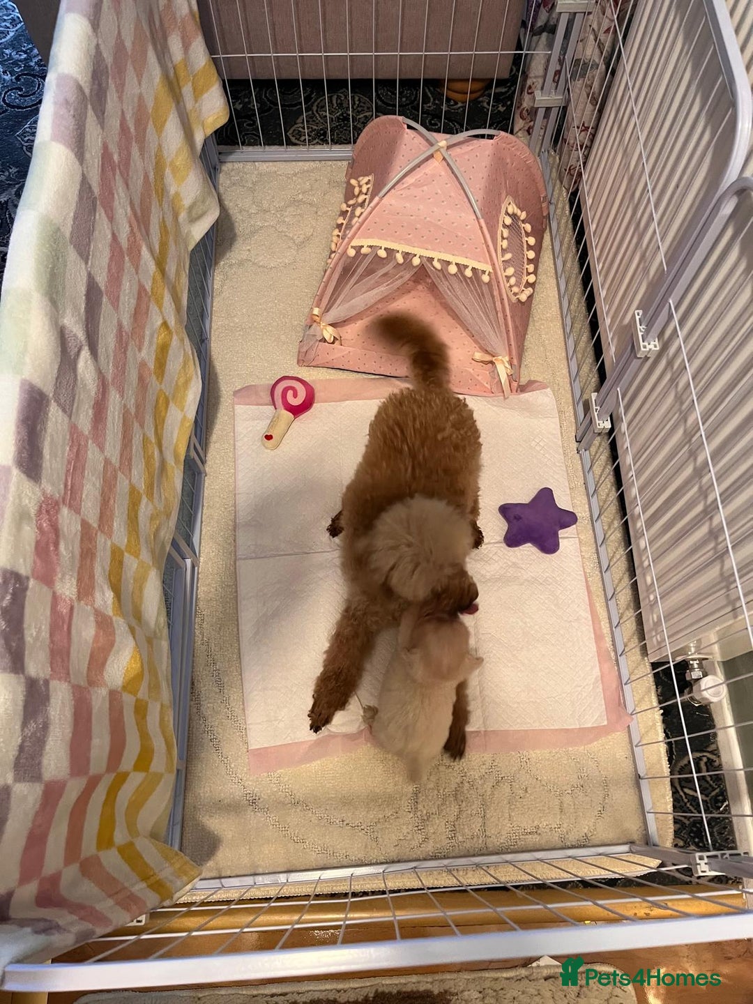 Maltipoo dogs for sale: Tea cup/ pocket puppy Maltipoo girl 🩷 - Image 13