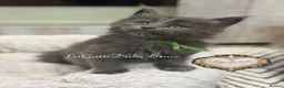 Maine Coon cats for sale: 🏆⭐️XXL Blue Maine Coons - Champion Lines⭐️🏆 - Advert 11