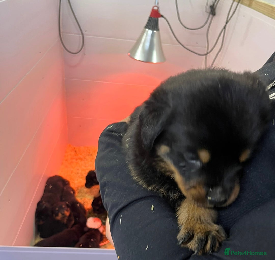 Rottweiler dogs for sale: 🤎🖤🦍 KC REGISTERED 5 ⭐️ BREEDER - Advert 33