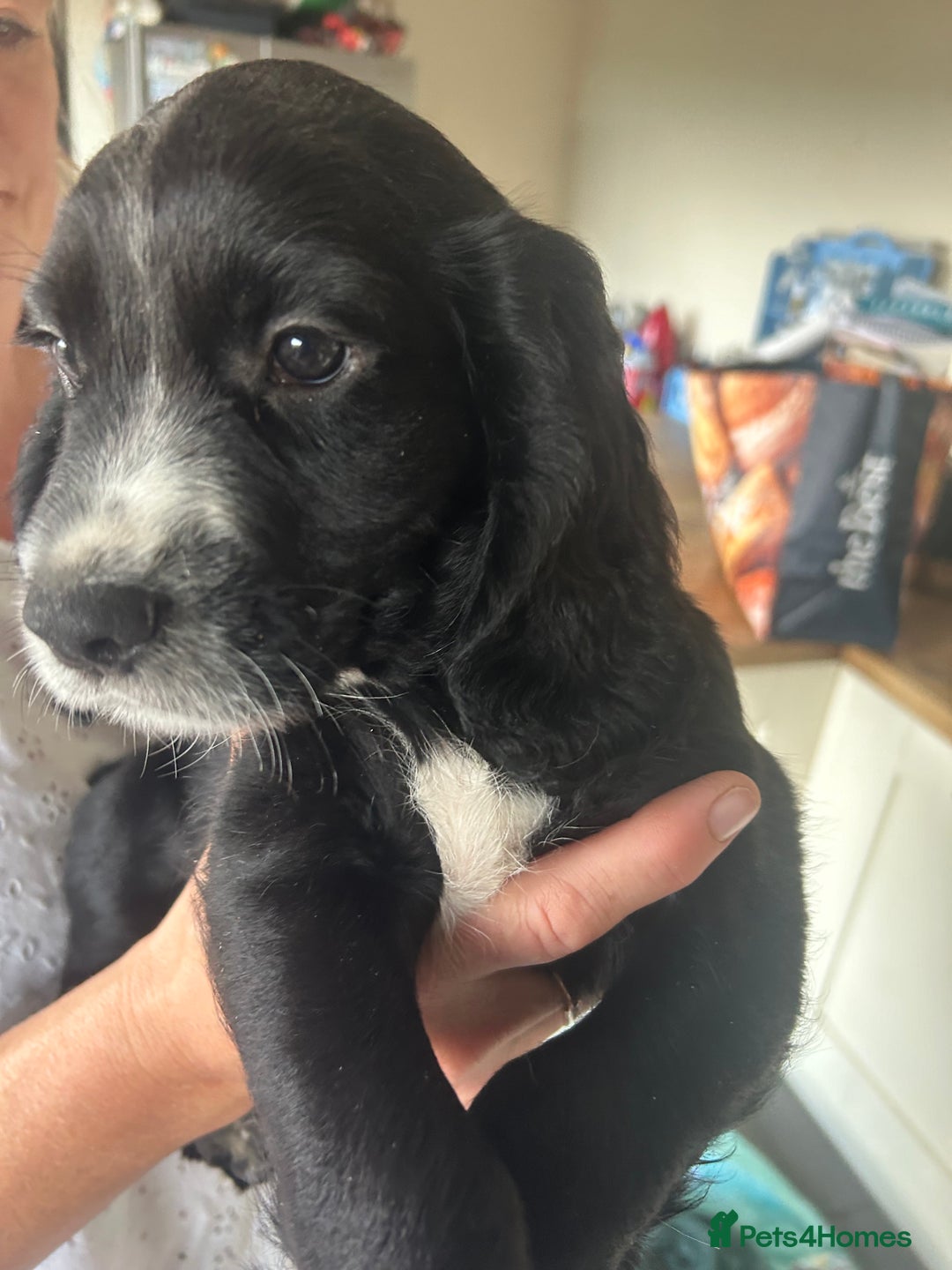 Cocker Spaniel dogs for sale: Excellent pedigree working Cocker Spaniel puppies - Image 9
