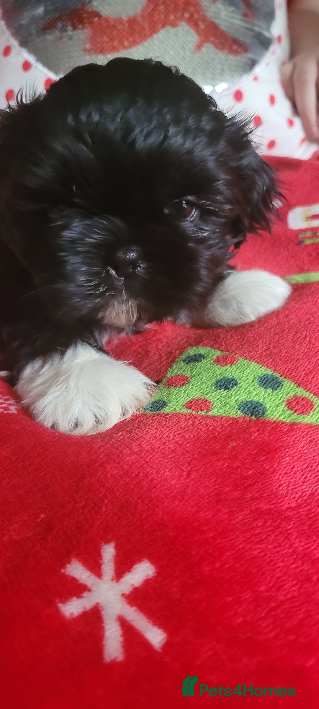 Shih Tzu dogs for sale: shih tzu puppies  - Advert 5