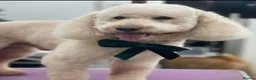 Cockapoo dogs for sale: Beautiful Cockapoo Puppies🐾 - Advert 30
