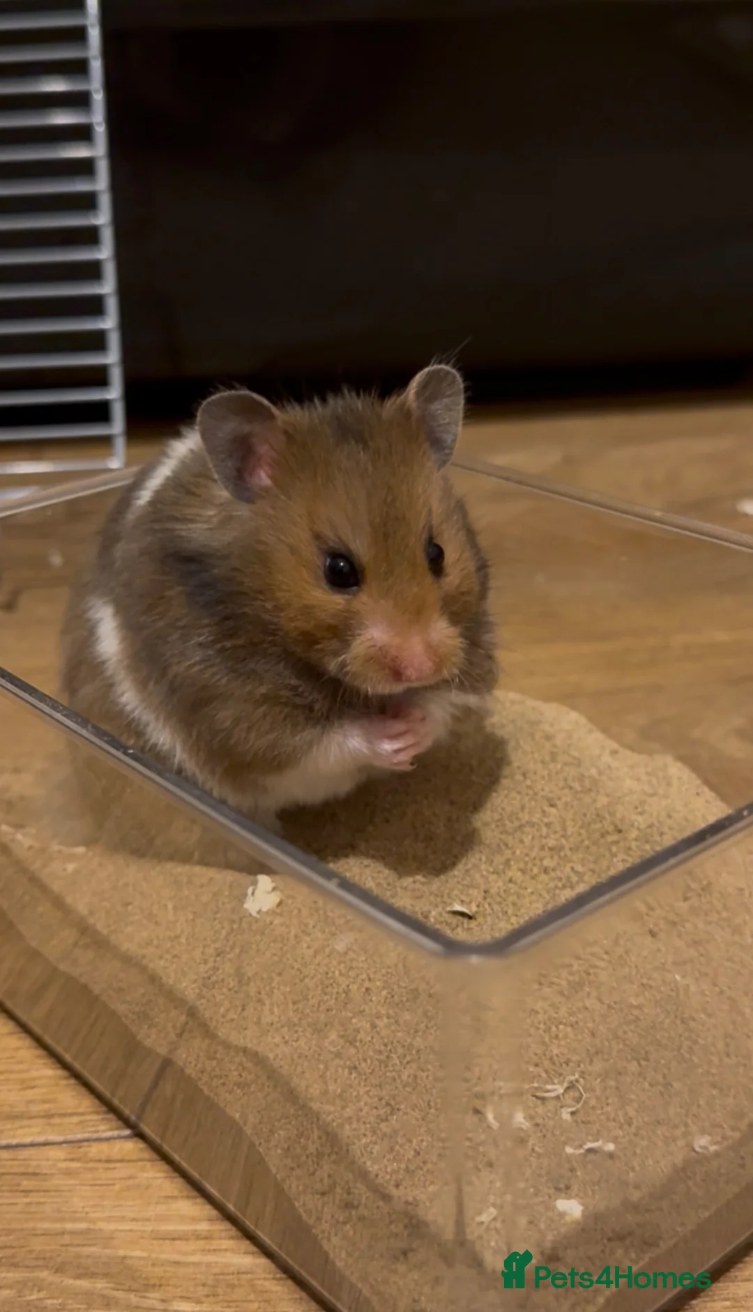 Hamster rodents for sale: Syrian Hamster & Cage for sale  - Advert 4