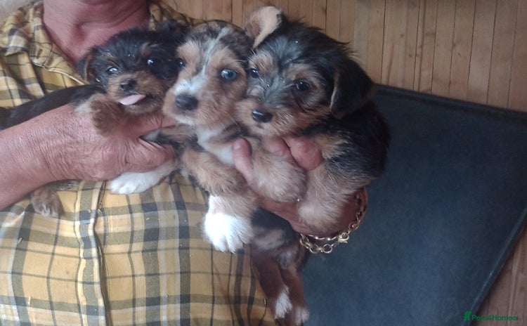 Mixed Breed dogs - Advert 7