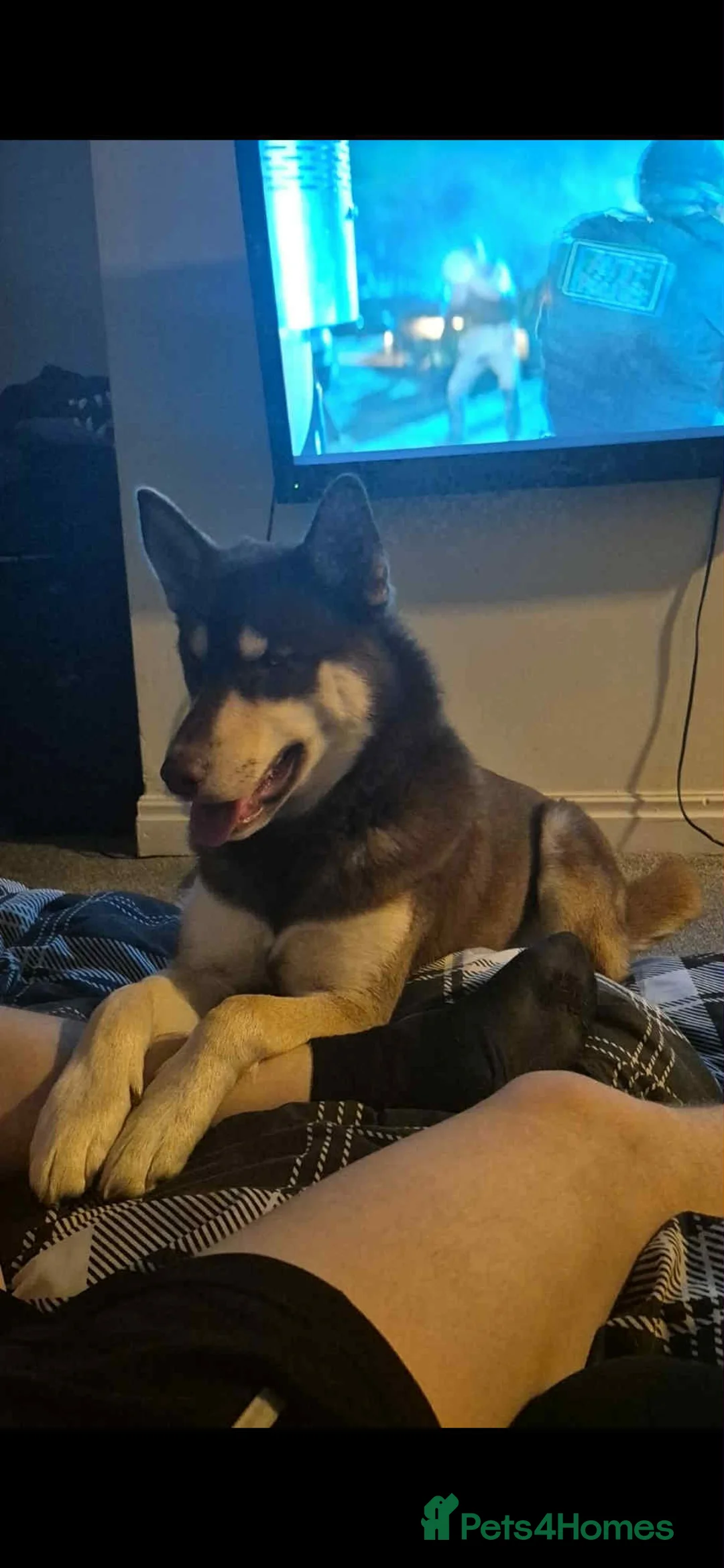 Siberian Husky dogs for sale: Meet Tyr the Husky 🐕💙 - Advert 4