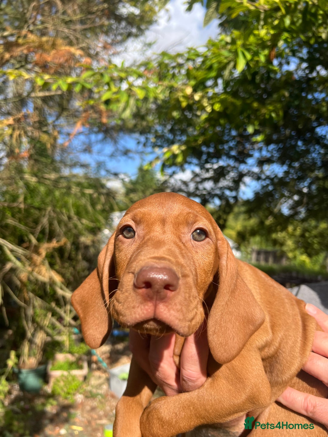 Hungarian Vizsla dogs for sale: Hungarian vizsla puppy - Image 4