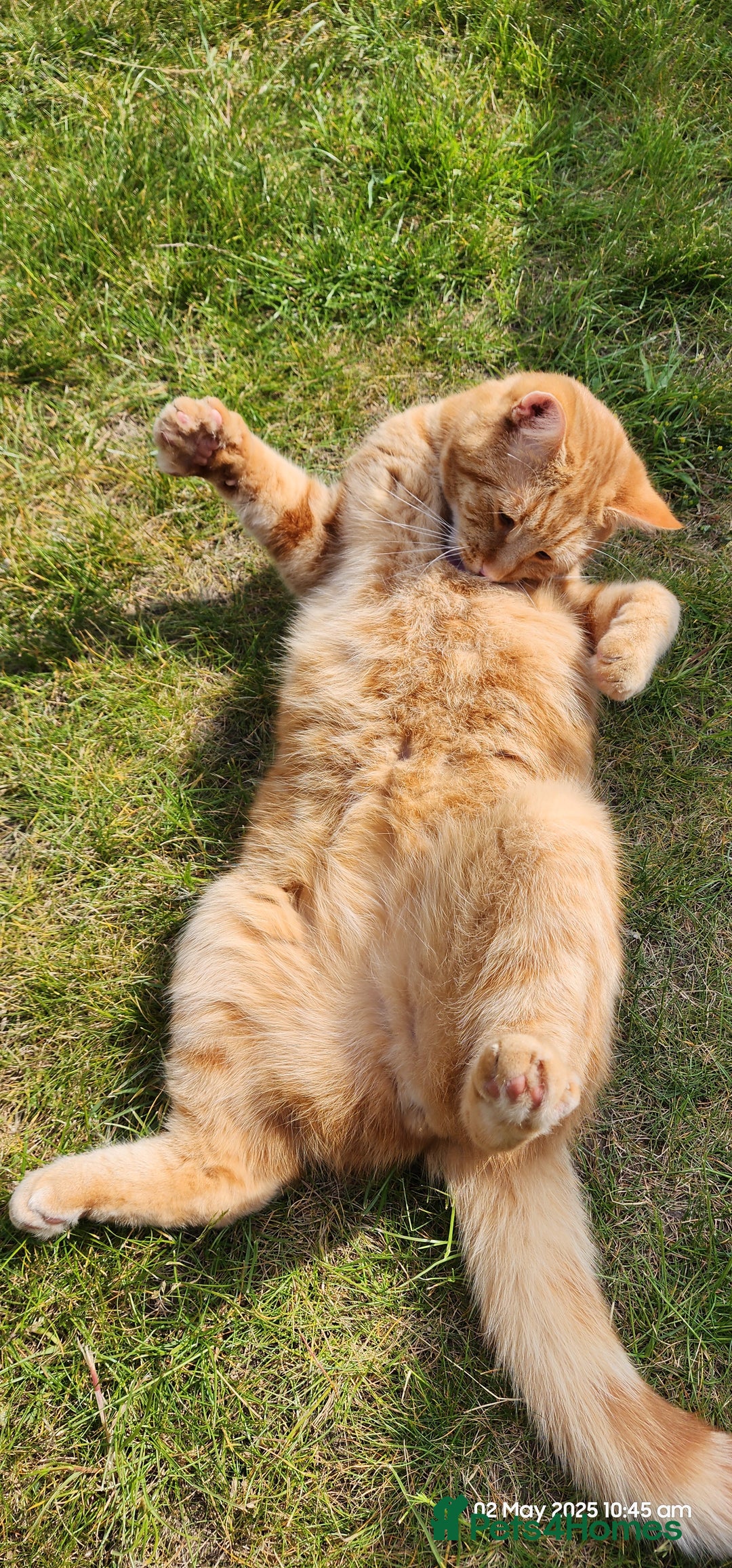 British Shorthair cats for sale: Gin & Tonic  - Image 2