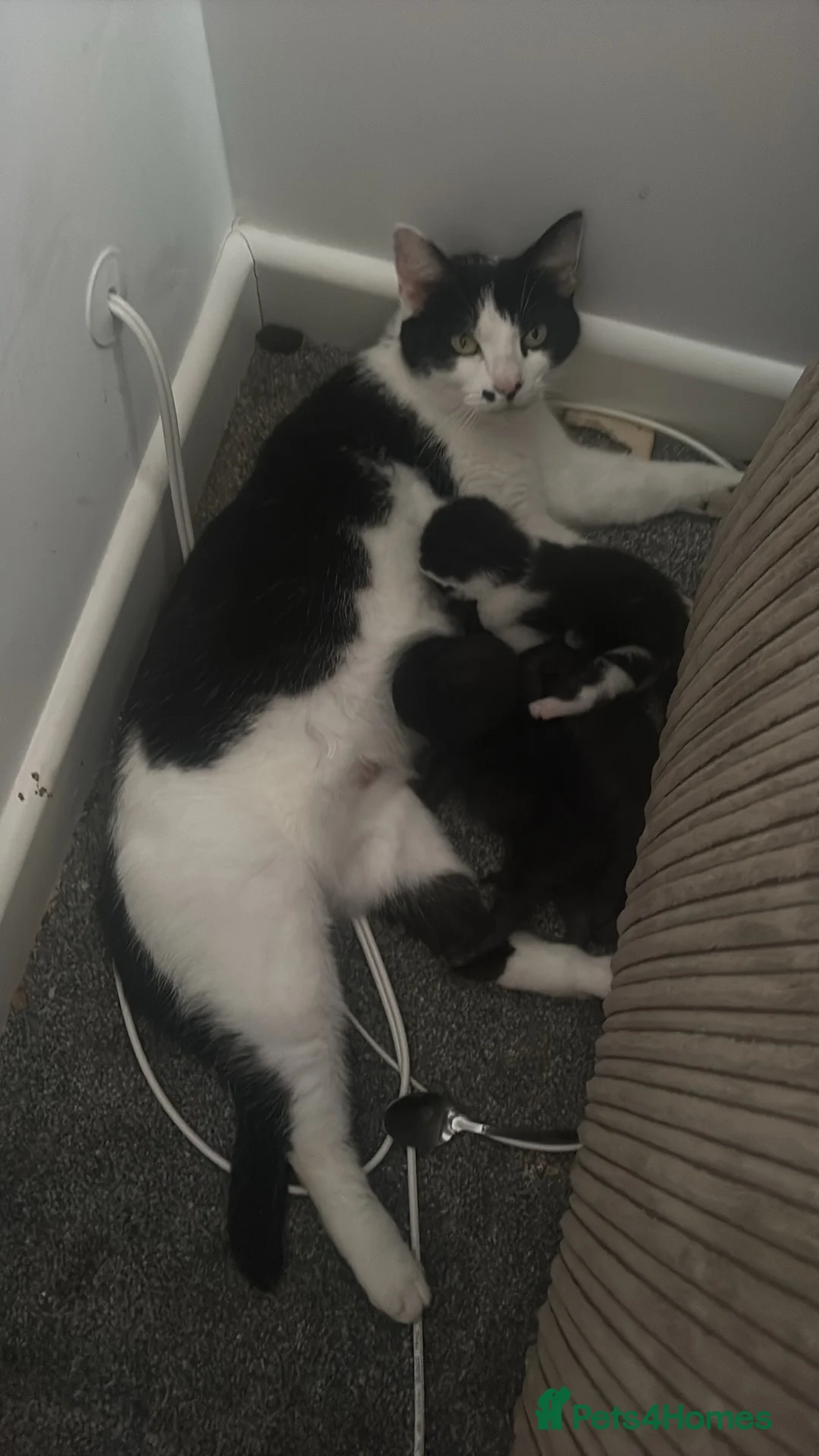 Mixed Breed cats for sale: 3 beautiful kittens in Helston - Advert 1