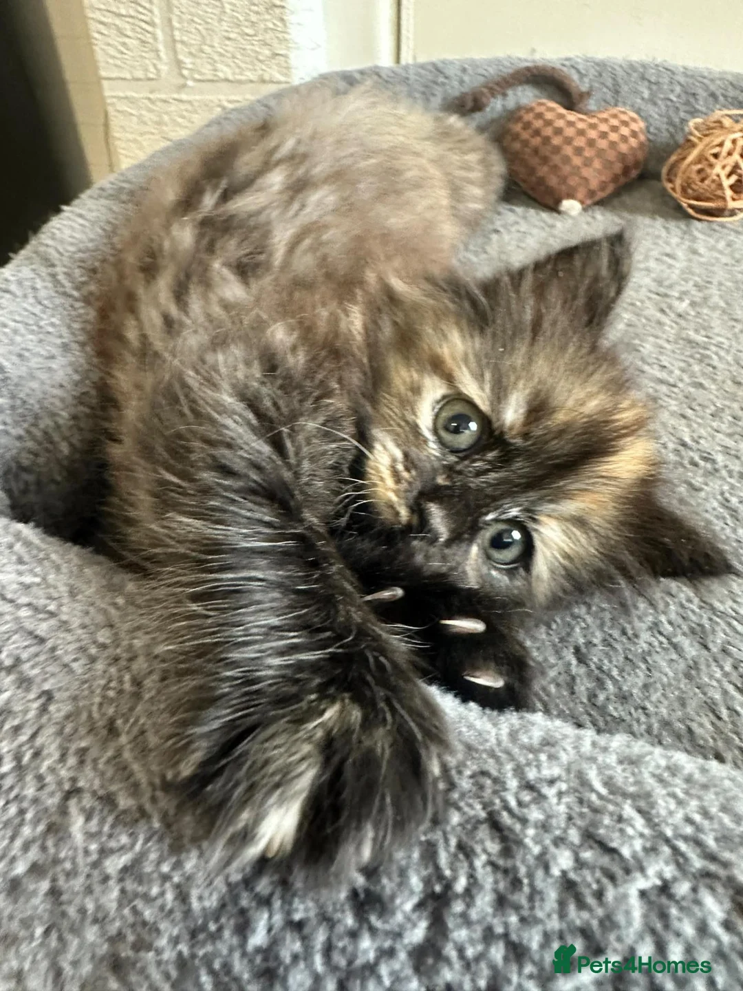 Mixed Breed cats for sale: Little female kitten  - Advert 2