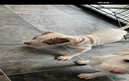 Mixed Breed dogs for sale: Staffy x shar pei  - Advert 4