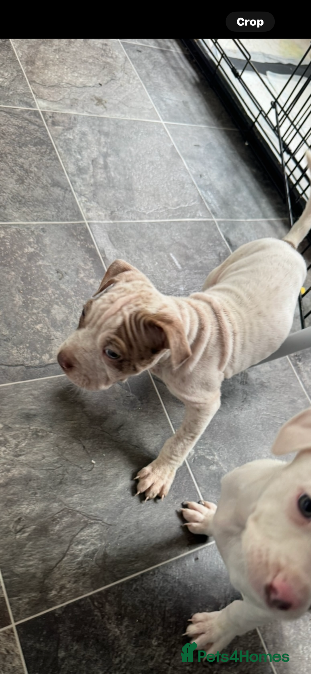 Mixed Breed dogs for sale: Staffy x shar pei  - Advert 4