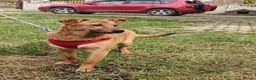 Mixed Breed dogs for adoption: ❤️🐶 YARA – FULL OF GENTLE LOVE in Folkestone - Advert 3