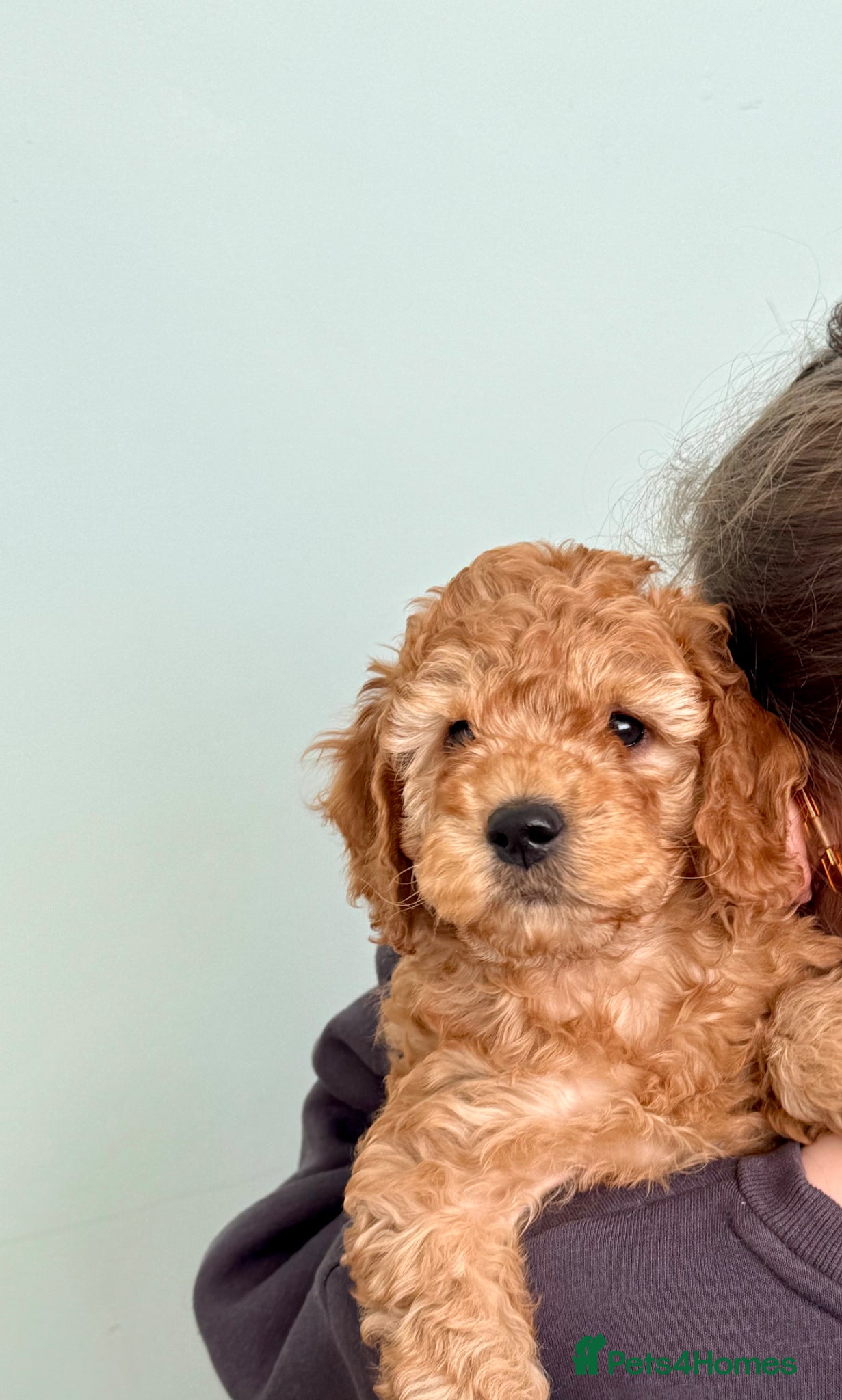 Cockapoo dogs for sale: JUST ONE GIRL REMAINING.STUNNING DARK RED COCKAPOO - Advert 8