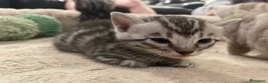 Bengal 3