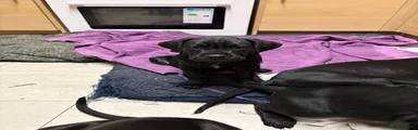 Cane Corso Puppy 1