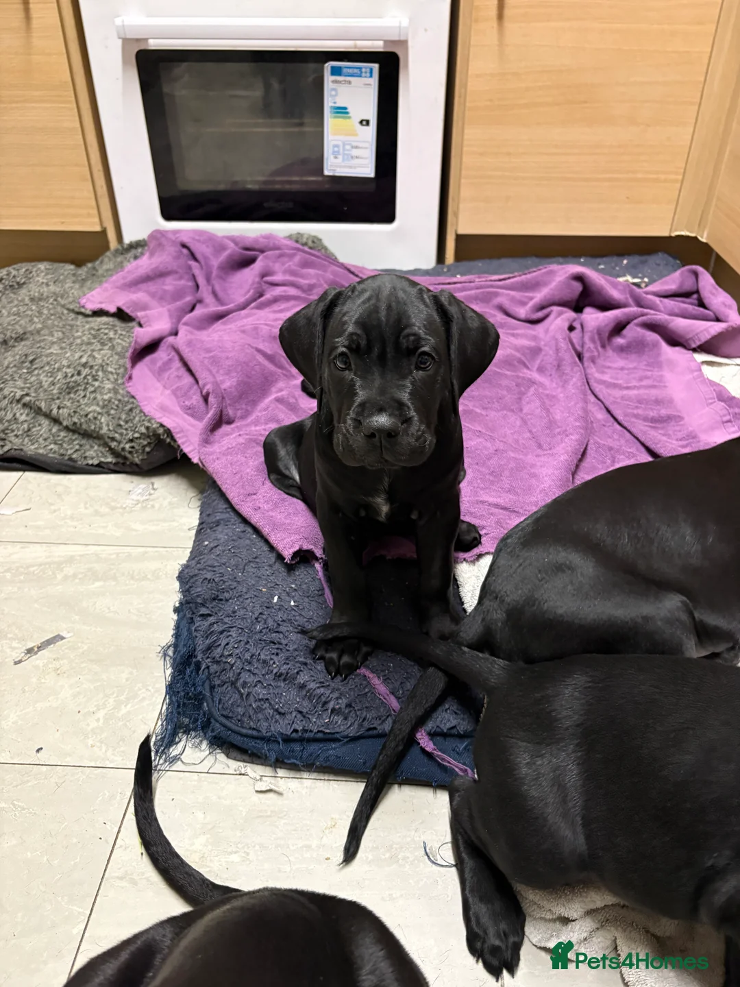 Cane Corso dogs for sale: Cane corso’s  - Advert 5