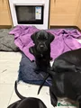 Cane Corso Puppy 1