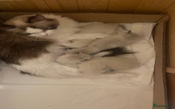 Ragdoll cats for sale: ✨ Gorgeous Ragdoll Kittens – Ready to Reserve! ✨ - Image 9