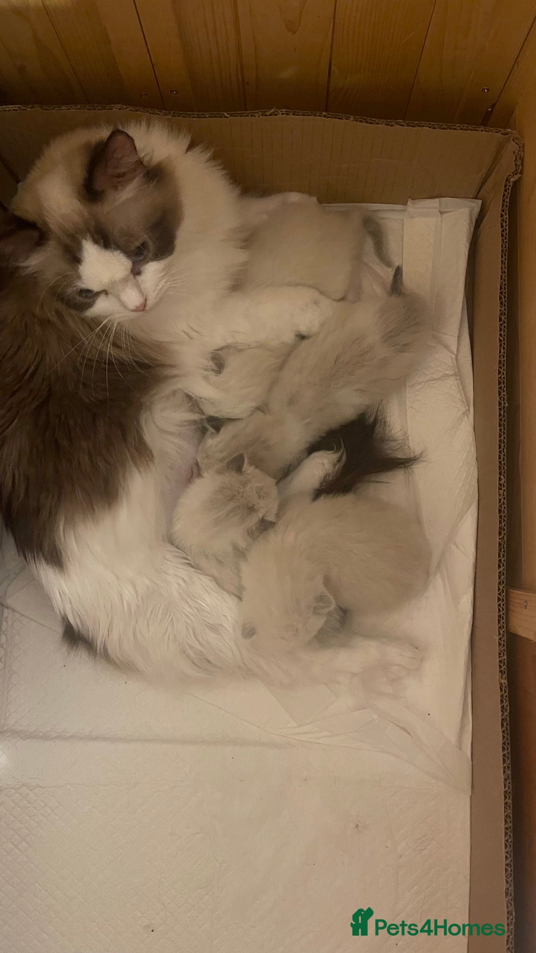 Ragdoll cats for sale: ✨ Gorgeous Ragdoll Kittens – Ready to Reserve! ✨ - Image 9