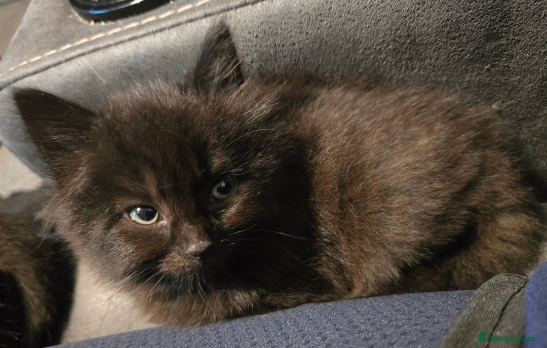 Mixed Breed cats for sale:  ✨ 3 Female Kittens Looking for Forever Homes ✨ - Advert 1