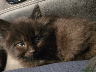 Mixed Breed cats for sale: ✨ 3 Female Kittens Looking for Forever Homes ✨ - Advert 1