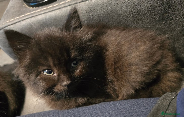 Mixed Breed cats ✨ 3 Female Kittens Looking for Forever Homes ✨ - Advert 1