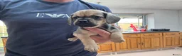 Mixed Breed dogs for sale: Stunning pug x dachshund  in Liskeard - Advert 22