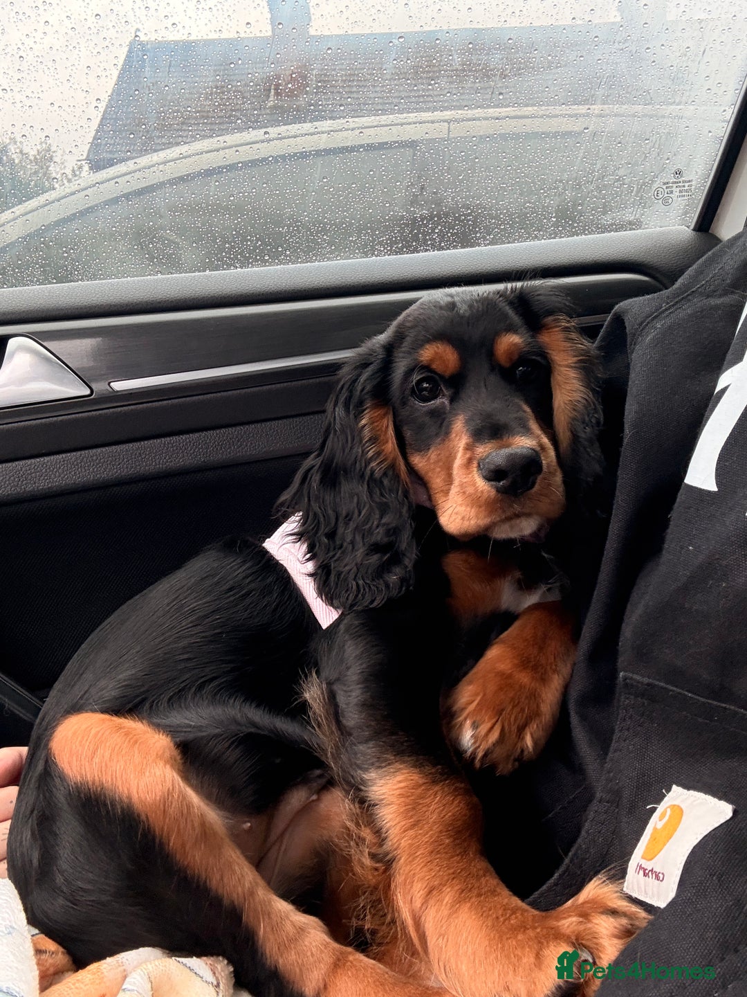 Sprocker dogs for sale: 5 month old female sprocker puppy for sale  - Advert 8