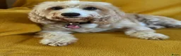 Cockapoo dogs for sale: Very Special Retirement Home Wanted - Advert 5