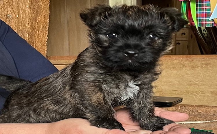 Cairn Terrier dogs - Advert 1
