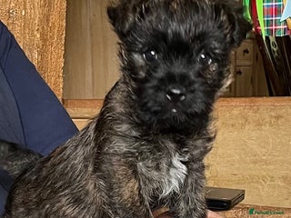 Cairn Terrier dogs - Advert 1