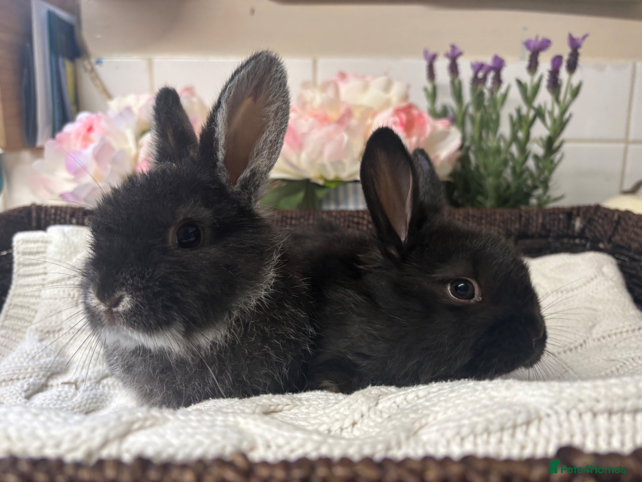 Mixed Breed rabbits 2 Sallander x lop babies ready to leave now  - Advert 19