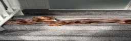 Miniature Dachshund dogs for sale: 2 MINIATURE DACHSHUND FOR REHOMING - Advert 19