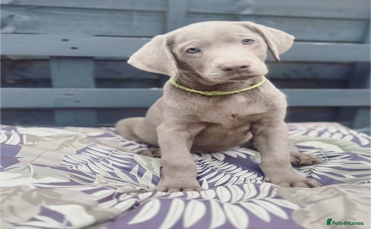 Labrador Retriever dogs - Advert 1
