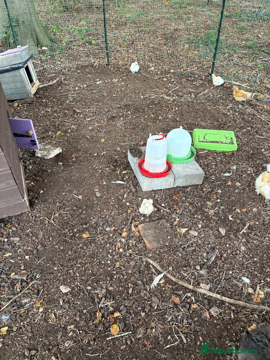 Chickens poultry for sale: Pure Silkie Chicks - Advert 6