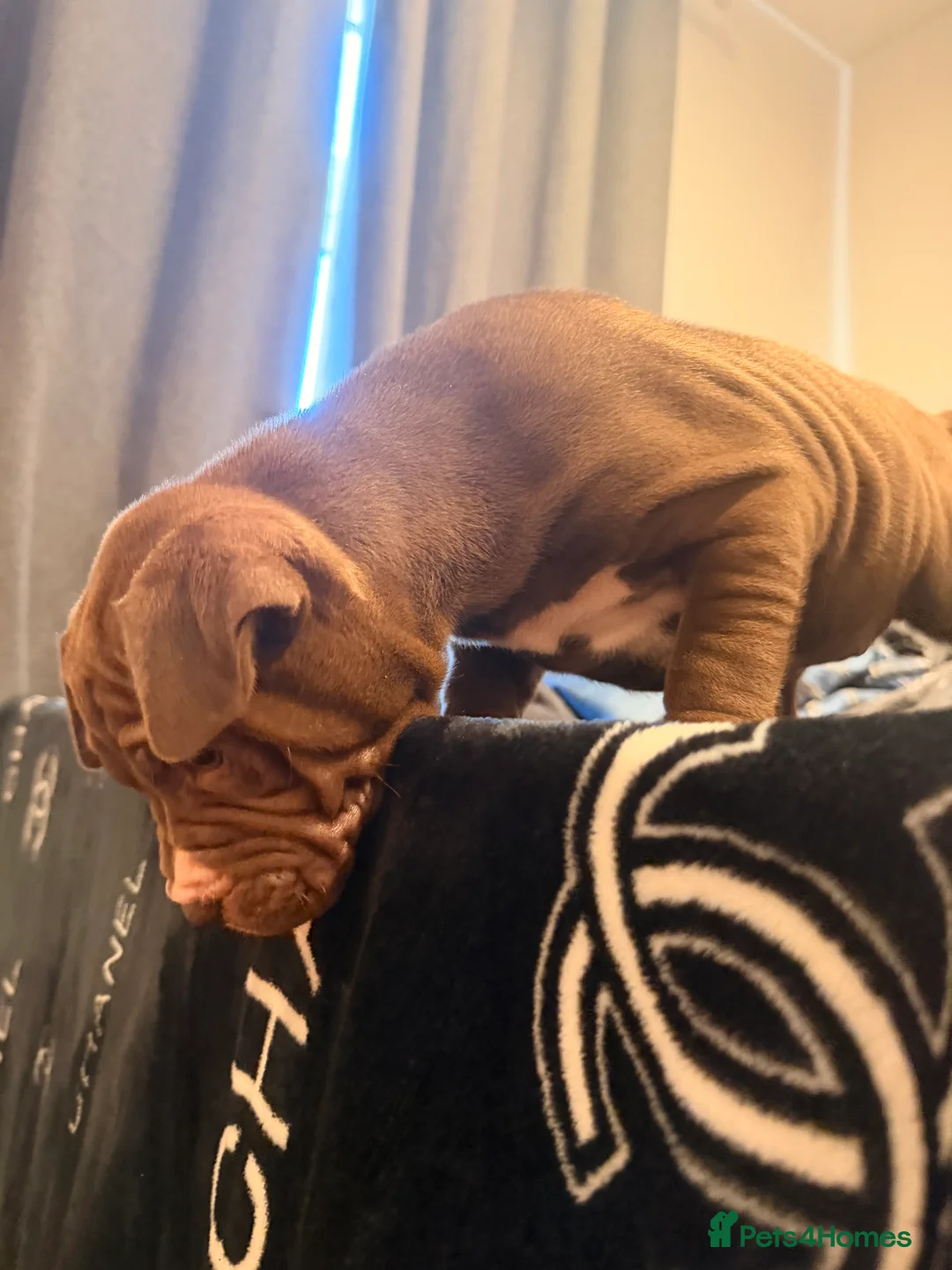 Mixed Breed dogs for sale: Lovely Sharpei/Staff  ** tiff - 2 Females Left  in Romford - Advert 6