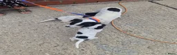 Mixed Breed dogs for sale: Jack Russell cross cocker spainel - Advert 2