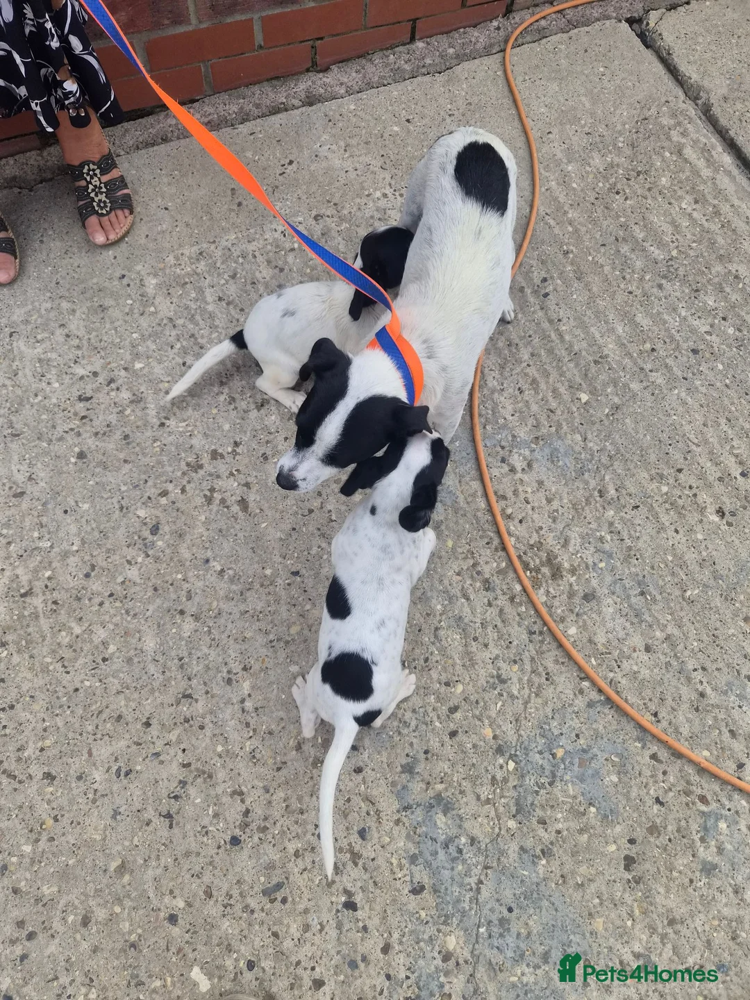 Mixed Breed dogs for sale: Jack Russell cross cocker spainel - Advert 2