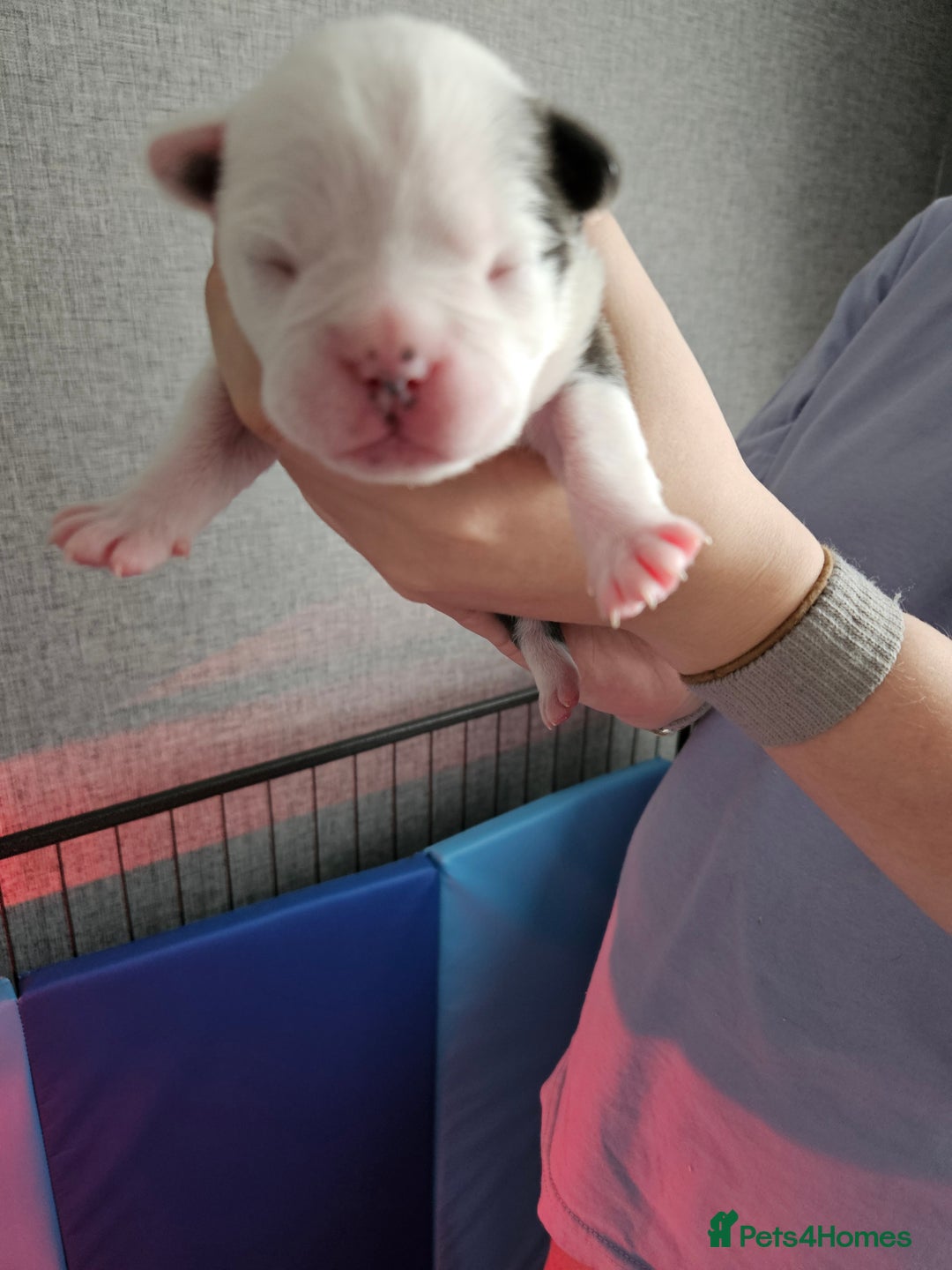 Mixed Breed dogs for sale: Frenchton Pups - Image 2