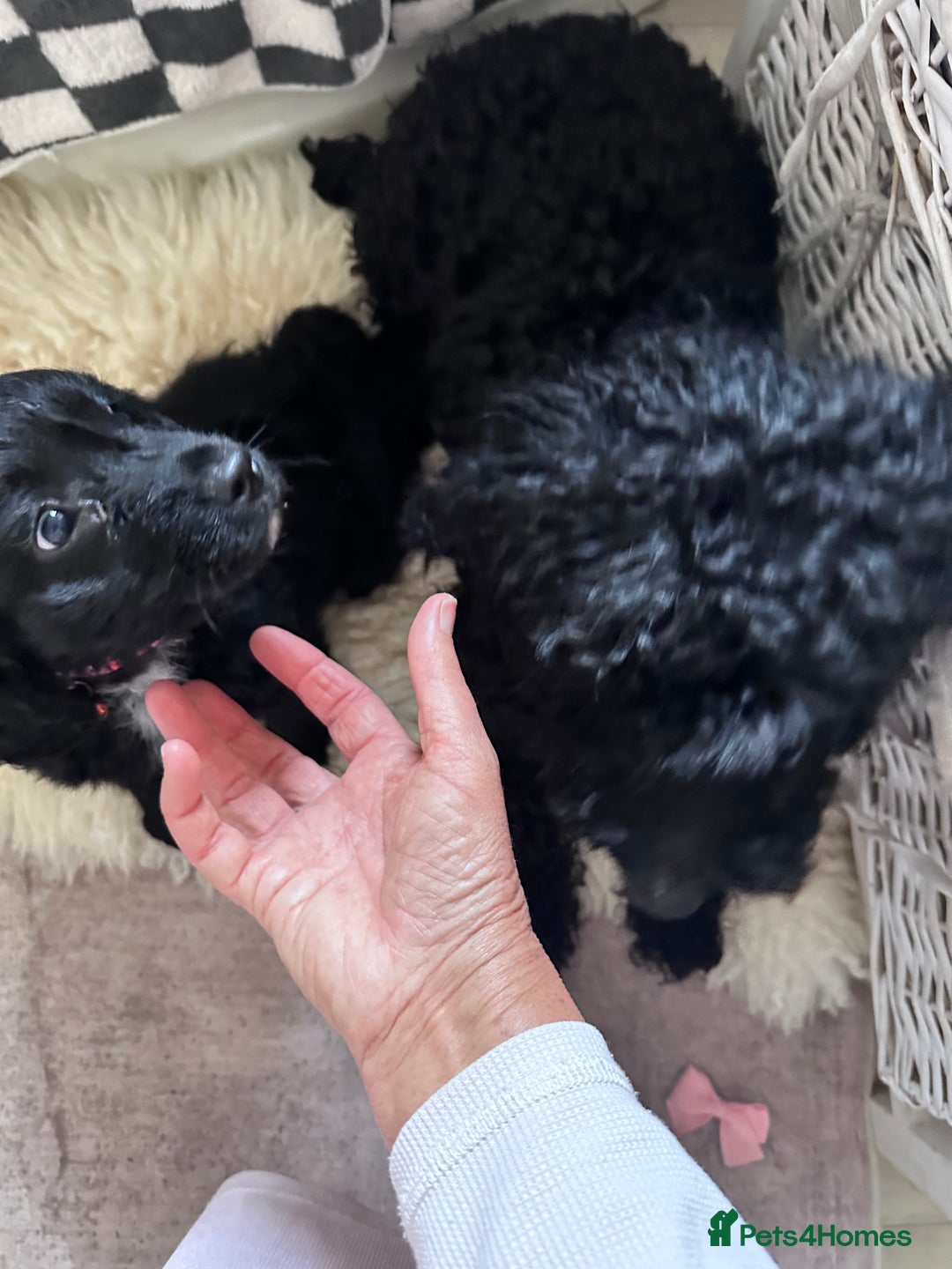 Mixed Breed dogs for sale: Beautiful Sproodle puppies stunning  - Image 29